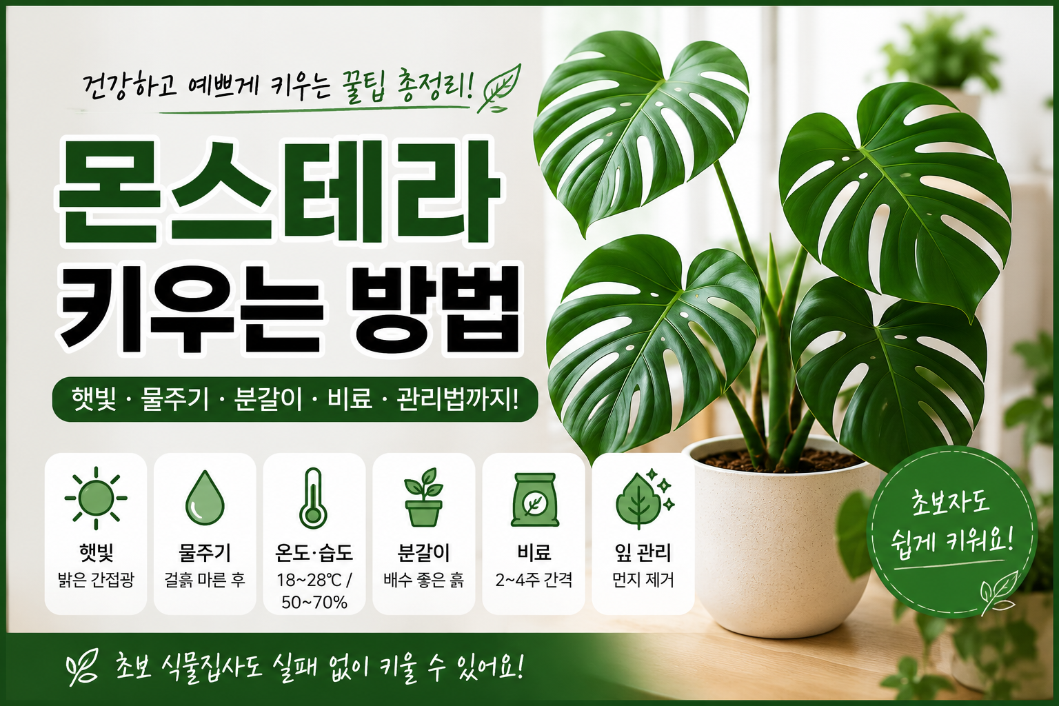 몬스테라 키우는방법 썸네일
